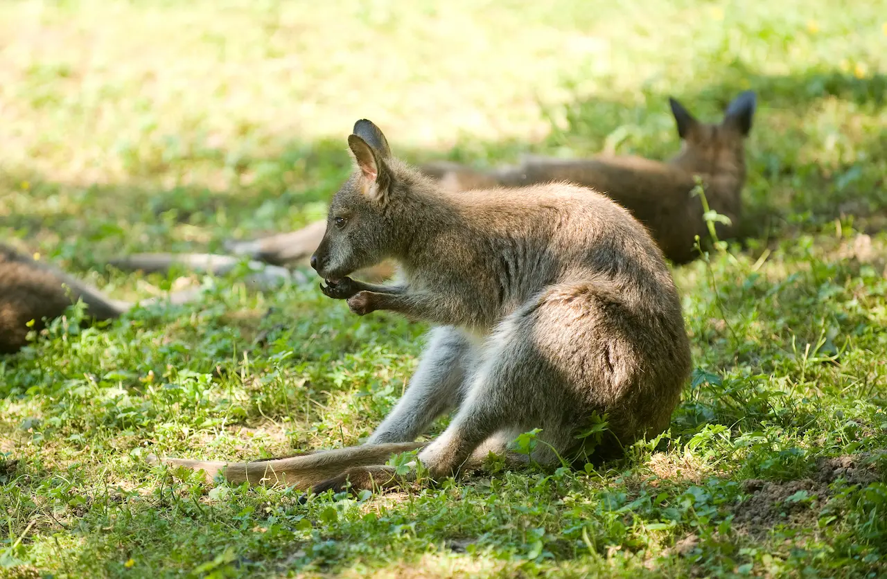 Tierpark Bad Liebenstein (Foto: Tobias Kromke) Känguru sitzt im Tierpark Bad Liebenstein im Gras und frisst, während weitere Tiere im Hintergrund ruhen.