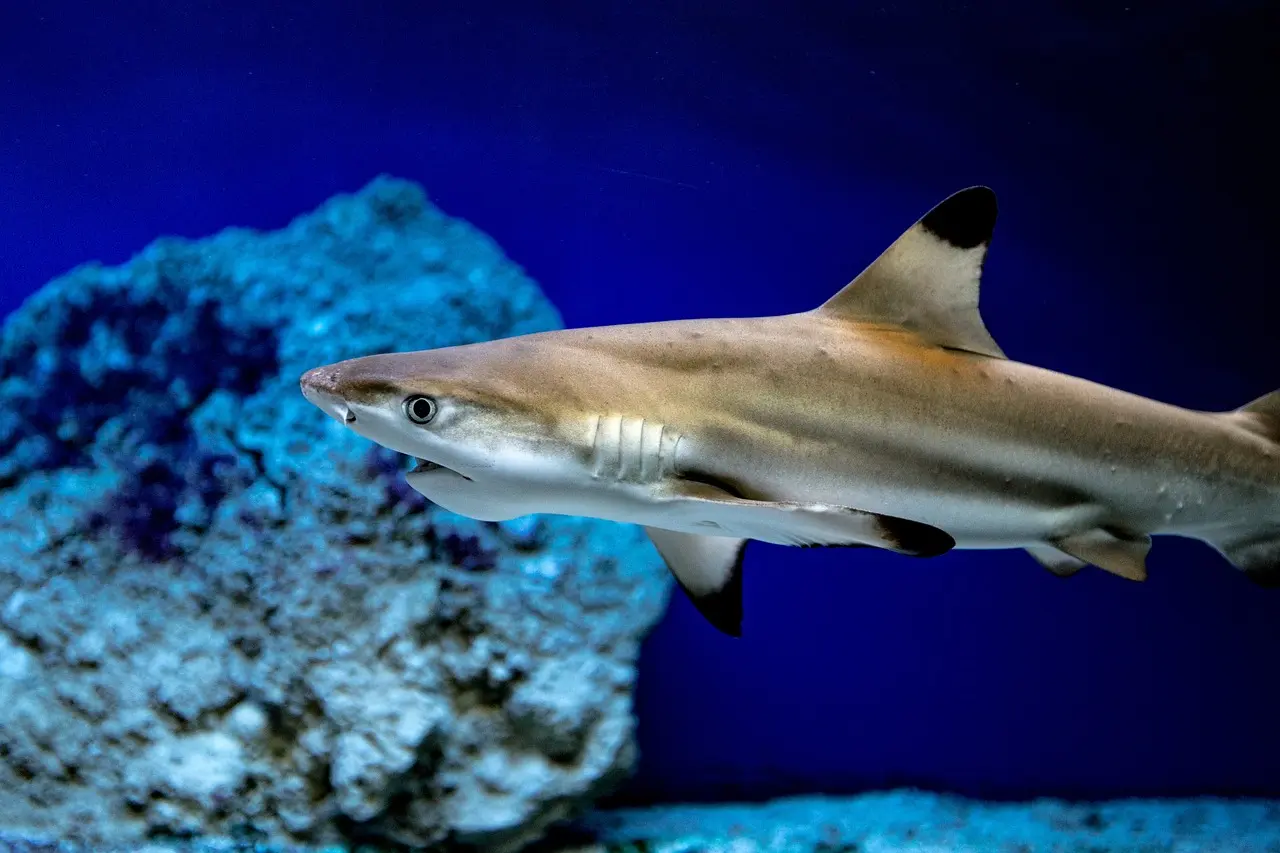 Hai schwimmt im Aquarium des Erlebnisparks Meeresaquarium Zella-Mehlis vor blauem Hintergrund und Felsen.